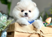 Pomeranian Boo Ayı Surat Yavrularımız